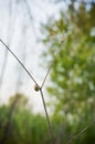 Lonely small snail on a dry branch Royalty Free Stock Photo