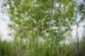 Lonely small snail on a dry branch Royalty Free Stock Photo