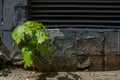 Lonely small sprout of a maple against the background of a dark concrete wall Royalty Free Stock Photo