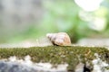 The lonely snail Royalty Free Stock Photo