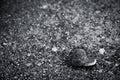 A lonely snail in black and white image