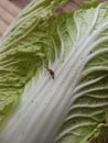 Lonely snail in broccoli