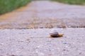 Lonely snail crawl along the way