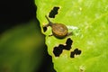 Lonely Snail on green leaf with holes, eaten by pests