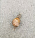 A lonely snail. Beautiful animal