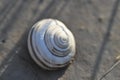 A lonely snail shell as the sun goes down
