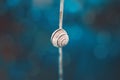 Lonely snail in a shell on a branch on the blue background Royalty Free Stock Photo