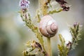 Lonely snail sitting on a flower