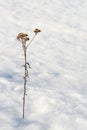 Lonely on the snow