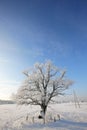Lonely snowbound oak against clear blue sky Royalty Free Stock Photo