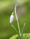 Lonely snowdrop in spring time