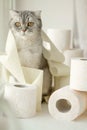 .A lonely somber gray striped young cat sits on a windowsill with rolls of toilet paper. The concept of self-isolation, stay home