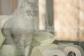 .A lonely somber gray striped young cat sits on a windowsill with rolls of toilet paper. The concept of self-isolation, stay home,