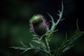 Lonely spear thistle dark photo. Generate Ai