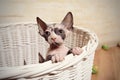 Lonely Sphynx Kitten In a Basket Looking Afar