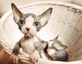 Lonely Sphynx Kitten In a Basket Looking Afar