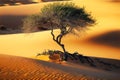 lonely sprawling tree in middle of sand and shady camel thorns in desert Royalty Free Stock Photo