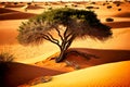 lonely sprawling tree in middle of sand and shady camel thorns in desert Royalty Free Stock Photo