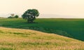 A lonely spreading oak tree on a green field Royalty Free Stock Photo