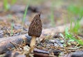 Lonely spring edible Morel mushroom