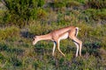 Lonely Springbok grazing