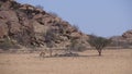 Lonely springbok at Reserva de Namibe