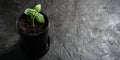 A lonely sprout in a black pot on a dark background with copies of space