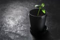 A lonely sprout in a black pot on a dark background with copies of space