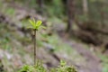 Lonely sprout in the forest in focus