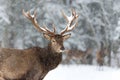 Lonely stag with Snowflakes. of a noble red deer, while looking at you in winter time. Wild buck deer with large antlered in the s