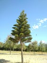A lonely standing araucaria tree on a sunny day against a blue sky