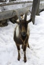 Lonely standing brown goat in snow Royalty Free Stock Photo