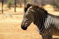 A lonely standing in the middle of the savannah