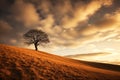 A lonely standing tree without foliage on a slope with brown grass and a gray rainy sky