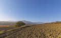 Lonely Standing Tree Plowed Field