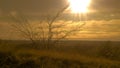 lonely standing trees on a hill against the setting sun Royalty Free Stock Photo