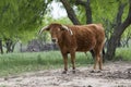 Lonely steer Royalty Free Stock Photo