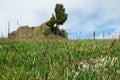 Lonely stone cliff with a cedar tree on the top. Dryas grows on foreground Royalty Free Stock Photo