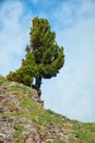 Lonely stone cliff with a cedar tree on the top Royalty Free Stock Photo