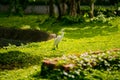 Lonely stork is basking in the sun