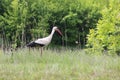 Lonely stork in natural habitat on background of green grass