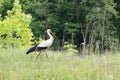 Lonely stork in natural habitat on background of green grass