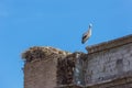 Lonely stork near its nest