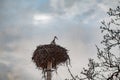 Wet lonely stork on old wooden electric pillar on dark and rainy day