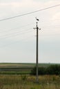 Lonely stork sits on a pillar