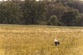 Lonely Stork Standing on the field in Rural Area.