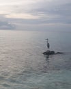 A lonely stork standing and thinking