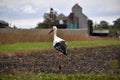 Lonely stork wanders on the edge of the village Royalty Free Stock Photo