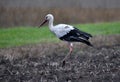 Lonely stork wanders on the edge of the village