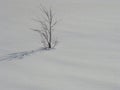 Lonely stranded tree in glittering snow covered landscape